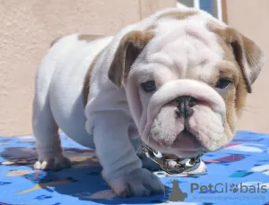 Photo №1. bulldog anglais - à vendre en ville de Houston | 473€ | Annonce №97166