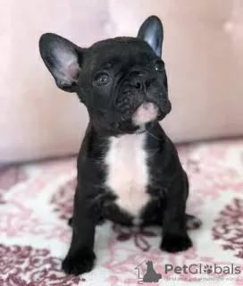 Photo №1. bouledogue - à vendre en ville de Munich | Gratuit | Annonce №17019