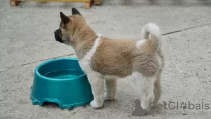 Photo №3. Chiots Akita américain à vendre. Ukraine