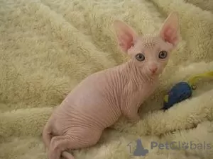 Photo №1. sphynx - à vendre en ville de Prague | négocié | Annonce № 106488