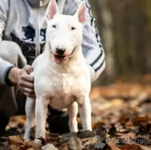 Photo №3. Bull-terrier miniature Lauras Dream FCI. Pologne