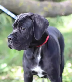 Photo №3. Chic Cane Corso girl à vendre. Lituanie