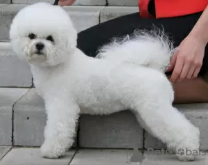 Photos supplémentaires: Adorables chiots Bichon Frise prêts à emménager dans une nouvelle maison