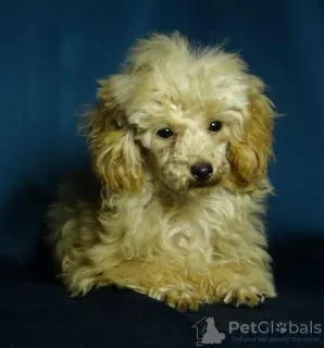 Photo №1. caniche (jouet) - à vendre en ville de Minsk | négocié | Annonce №128264