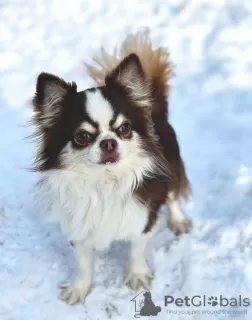 Photos supplémentaires: Le mâle Chihuahua est ouvert à l'accouplement.