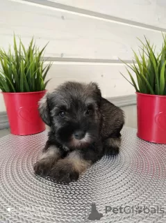 Photo №3. Chiots de race du Schnauzer nain ps.. Fédération de Russie