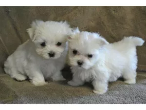 Photo №1. bichon maltais - à vendre en ville de Varsovie | Gratuit | Annonce №4992