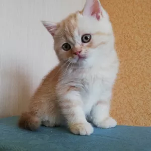 Photos supplémentaires: Chatons écossais avec pedigrees et vaccinations