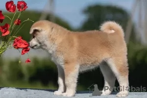 Photos supplémentaires: Chiots Akita Inu