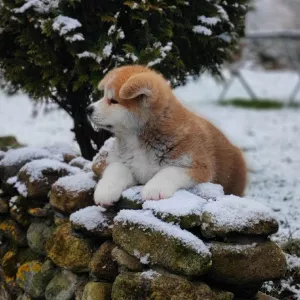 Photo №2 de l'annonce № 4970 de la vente akita (chien) - acheter à Biélorussie de la fourrière, éleveur