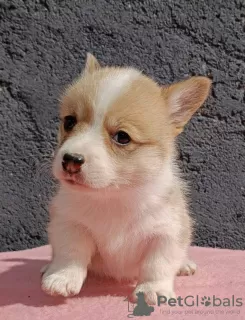 Photo №3. Chiots Welsh Corgi Pembroke. Serbie