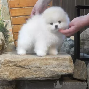 Photos supplémentaires: Chiots de Poméranie