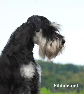 Photos supplémentaires: Schnauzer nain BEAUX chiots