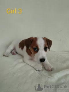 Photo №2 de l'annonce № 17420 de la vente jack russell terrier - acheter à Ukraine annonce privée, de la fourrière