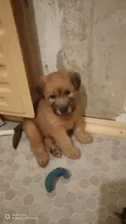 Photo №3. Wheaten Terrier Chiots. Fédération de Russie