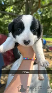 Photo №1. border collie - à vendre en ville de Iowa City | 379€ | Annonce №111393