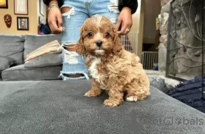 Photo №3. Adorables chiots Cockapoo à vendre. Allemagne