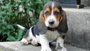 Photo №1. basset hound - à vendre en ville de Cologne | négocié | Annonce №103083