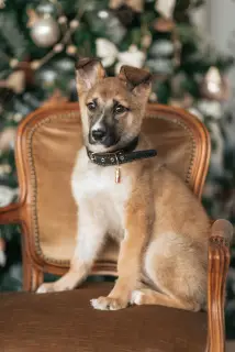 Photo №3. Je donnerai un chien spécial entre de bonnes mains. Fédération de Russie