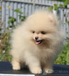 Photos supplémentaires: Chiots de Poméranie 2,5 mois