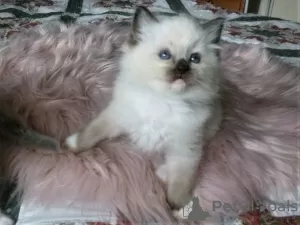 Photo №3. Chatons Ragdoll à vendre disponibles maintenant pour les familles aimantes. Espagne