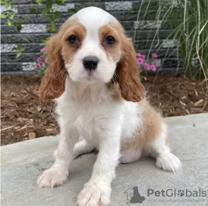 Photo №1. cavalier king charles spaniel - à vendre en ville de Alaska | 615€ | Annonce №50491