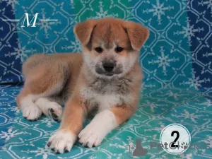 Photo №1. akita (chien) - à vendre en ville de Kiev | 423€ | Annonce №7549