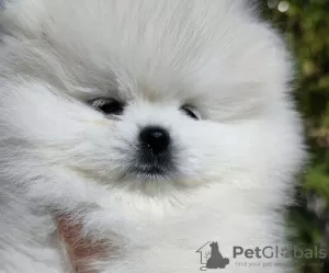 Photos supplémentaires: Chiots Spitz de Poméranie,