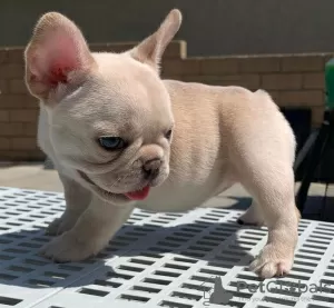 Photo №1. bouledogue - à vendre en ville de Kuwait City | Gratuit | Annonce №71163