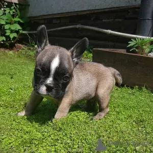 Photo №1. bouledogue - à vendre en ville de Novosibirsk | 265€ | Annonce №20560