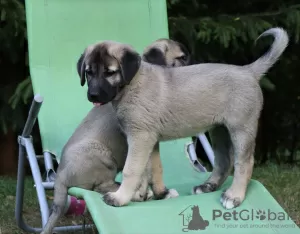 Photos supplémentaires: Kangal chiots