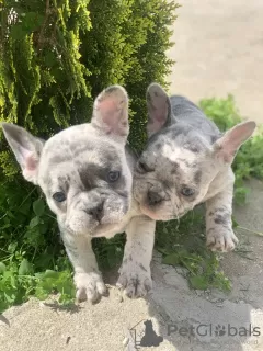 Photos supplémentaires: Bonjour chiots bouledogues français à vendre.