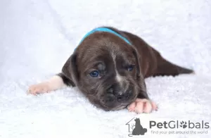 Photo №4. Je vais vendre american staffordshire terrier en ville de Bucharest. annonce privée, de la fourrière, éleveur - prix - 1325€