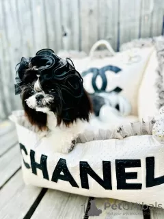 Photo №2 de l'annonce № 126466 de la vente shih tzu - acheter à Ukraine annonce privée