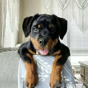 Photo №1. rottweiler - à vendre en ville de Dubrovnik | négocié | Annonce №47293