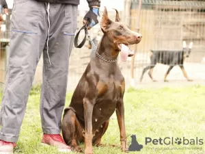 Photo №3. chiots dobermann. Serbie