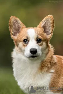 Photo №1. welsh corgi - à vendre en ville de Genève | 1500€ | Annonce №19351