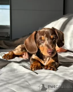 Photo №3. ADORABLES CHIOTS YORKIES. USA