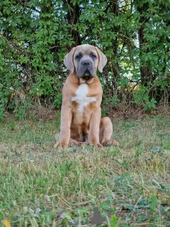 Photo №4. Je vais vendre cane corso en ville de Michów. éleveur - prix - 1000€