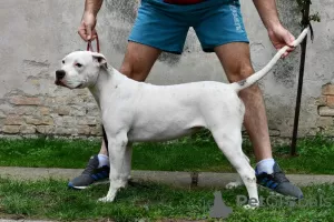 Photos supplémentaires: Chiots bouledogue américain