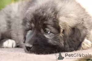 Photos supplémentaires: Chiots berger allemand du Caucase