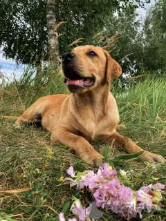 Photo №2 de l'annonce № 19464 de la vente labrador retriever - acheter à Biélorussie annonce privée, de la fourrière, éleveur