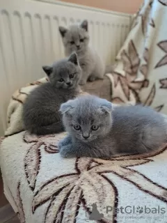 Photo №3. Beaux chatons british shorthair. Lituanie