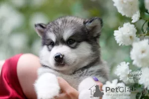 Photo №3. Chiots Malamute d'Alaska. Fédération de Russie