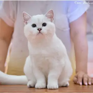 Photo №1. british shorthair - à vendre en ville de Cherkessk | 806€ | Annonce № 3344