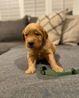 Photo №1. golden retriever - à vendre en ville de Überlingen | 360€ | Annonce №110039