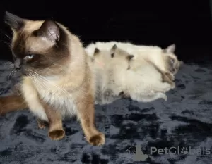 Photo №3. Chatons Ragdoll disponibles pour les foyers aimants. Espagne