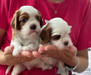 Photo №3. Chiots Cavalier King Charles Spaniel à vendre. Turquie