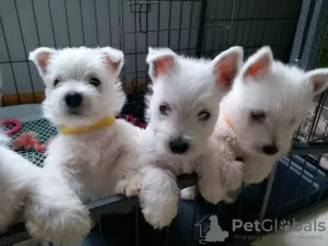 Photo №1. west highland white terrier - à vendre en ville de Maine | négocié | Annonce №44311