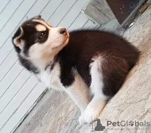 Photo №4. Je vais vendre husky de sibérie en ville de Юлихярмя. éleveur - prix - 1000€